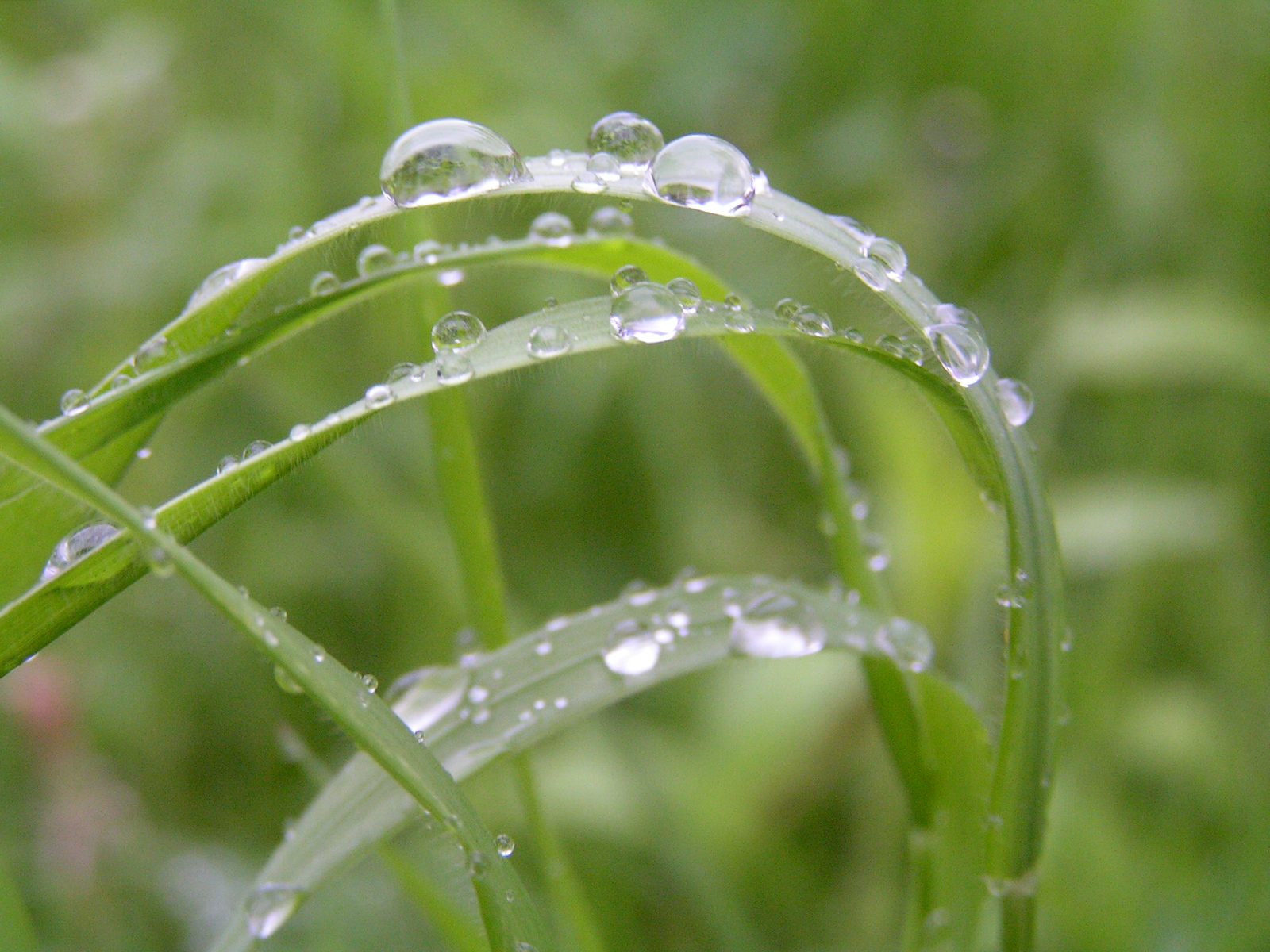 Rain_on_grass2